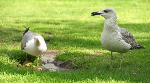 Seagull in Istanbul Stock Footage 37886210