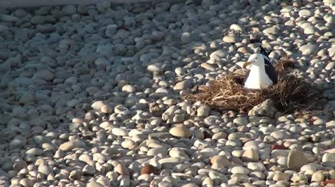Seagull on it's nest Stock Footage 12101945