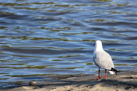 Seagull by itself Stock Photos