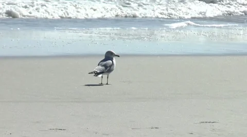 Seagull on Jacksonville Beach Video stock 36987433