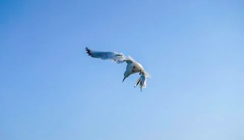 Seagull on Just U Turn Foto stock