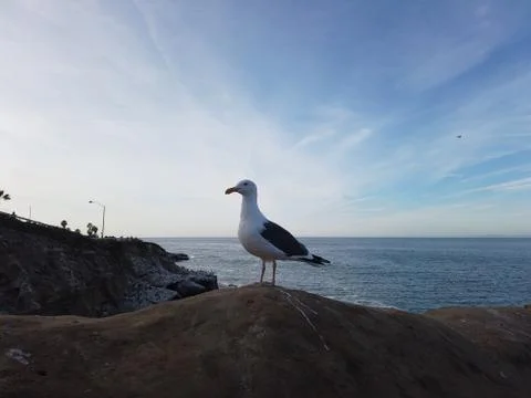 Seagull at La Jolla Cove Stock Photos