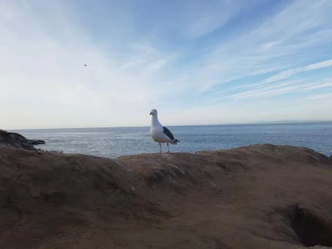 Seagull at La Jolla Cove Stock Photos