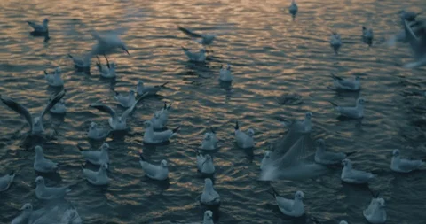 Seagull lake 1 Video stock 87576460