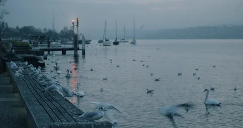 Seagull lake 2 Stock Footage 87575986