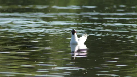 Seagull on the lake 库存影片 91330123