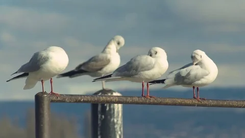 Seagull at Lake of Geneva Stock Footage 73504610