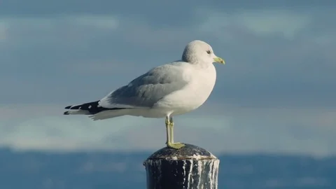 Seagull at Lake of Geneva Stock Footage 73504636