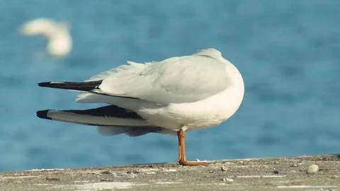 Seagull at Lake of Geneva Stock Footage 73504647