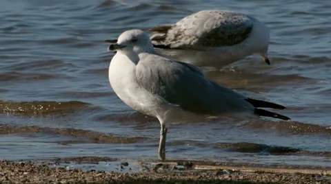 Seagull On Lake Shore Stock Footage 10680483