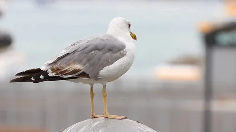 Seagull on lamp Stock Footage 103035696