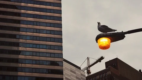 Seagull On Lamp Stock Footage 123374385