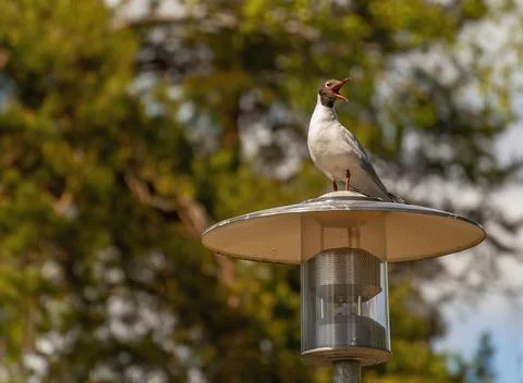 Seagull on lamp post Stock Photos