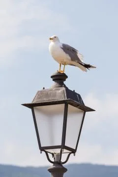 Seagull on lamppost Stock Photos