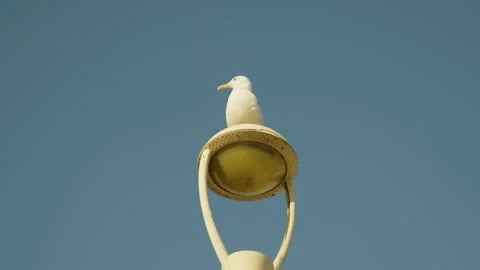 Seagull on a lamppost, soaring under the blue sky, Marseille, France Stock Footage 291303096