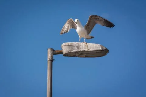 Seagull landed on the latern Stock Photos