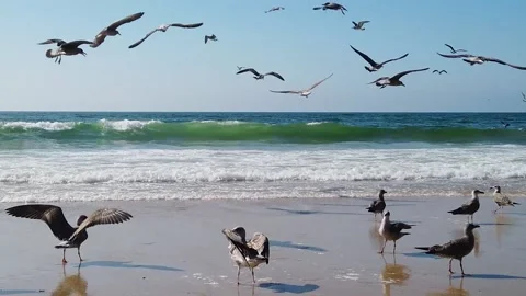 Seagull landing on the beach Video stock 201216731