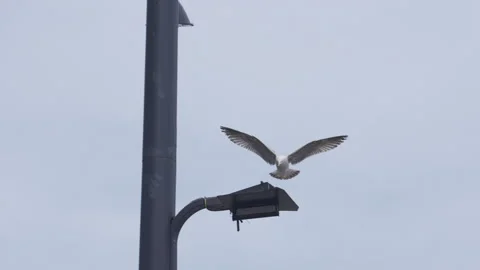 Seagull landing Stock Footage 289611136