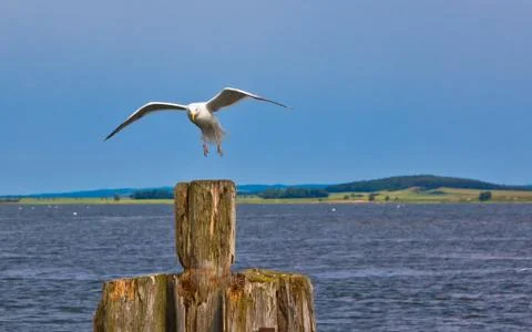 Seagull landing on a stem Stock Photos