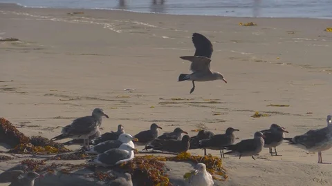 Seagull landing in strong winds at beach slow motion 180fps Stock Footage 124355946