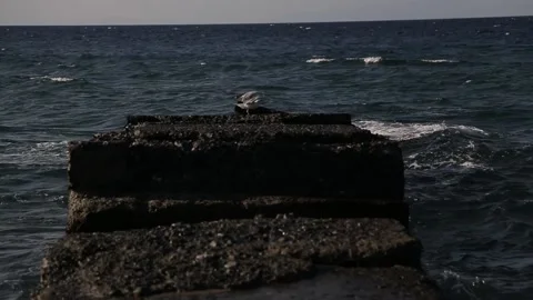 Seagull lands on a rock Stock Footage 233455726