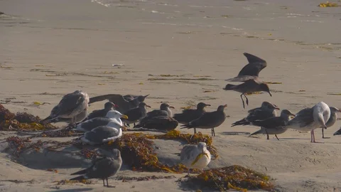 Seagull lands on sand after hovering in strong winds at beach in slow motion 180 Stock Footage 124355989