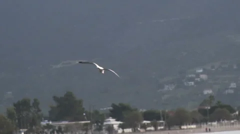 Seagull Lands into the Sea Stock Footage 62765749