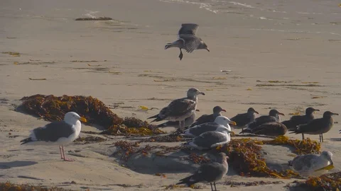 Seagull lands softly after hovering in strong winds at beach slow motion 180fps Stock Footage 124355968