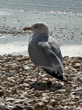 Seagull landscape Stock Photos