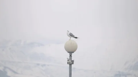 Seagull on the lantern Stock Footage 102918300