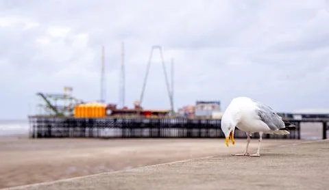 The Seagull Is A Large Bird Often Seen At The Seaside Trying To Steal Food .. Stock Photos