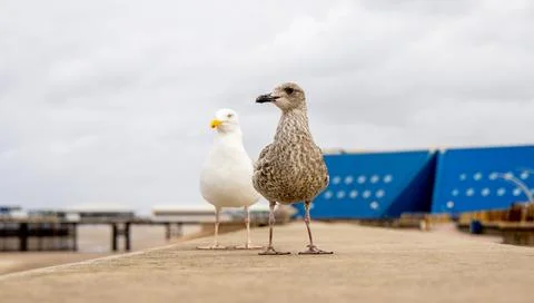The Seagull Is A Large Bird Often Seen At The Seaside Trying To Steal Food .. Stock Photos