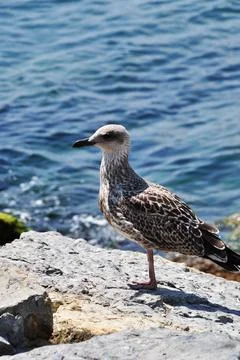 Seagull on a large stone on a blurred background of waves. Stock Photos