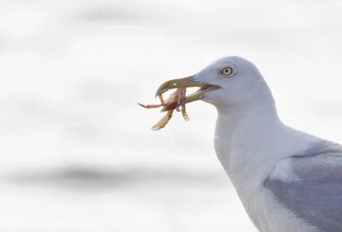 Seagull Larus michahellis Stock Photos
