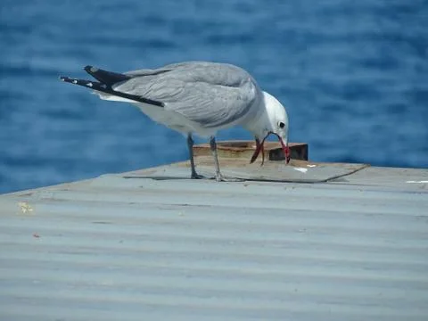 Seagull Larus michahellis  resting on a cargo container Foto stock
