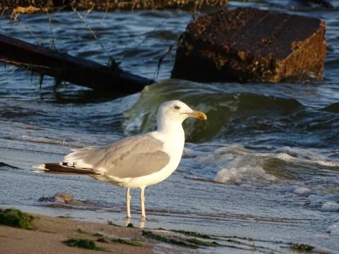 Seagull Larus michahellis standing on the sandy surf line looking for the prey Stock Photos