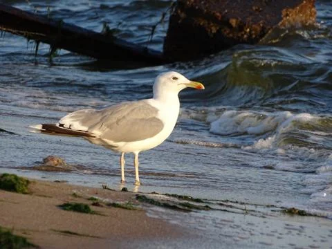 Seagull Larus michahellis standing on the sandy surf line looking for the prey Stock Photos