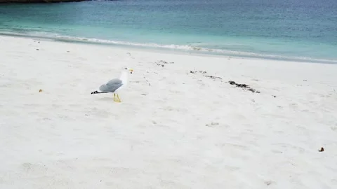 A seagull Larus michahellis walking alone on a paradisiacal white sandy Stock Footage 292743615