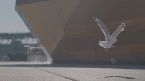 Seagull Launching Into Flight Beside Modern Architecture in Urban Sydney Stock Footage 345721479