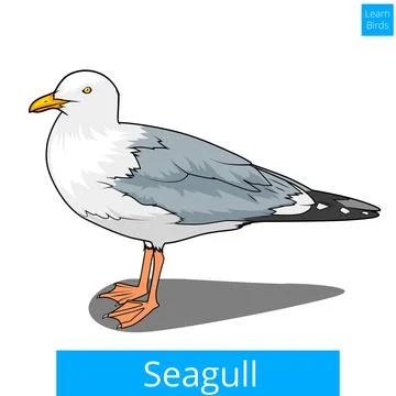 Seagull learn birds educational game vector Stock Illustration