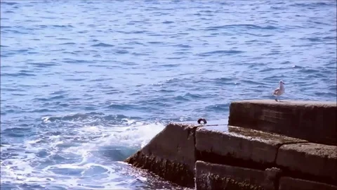Seagull leaving the breakwater Stock Footage 77863032