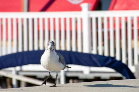 A Seagull On a Ledge Taking a Step Forward Stock Photos