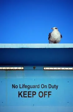 Seagull lifeguard Stock Photos