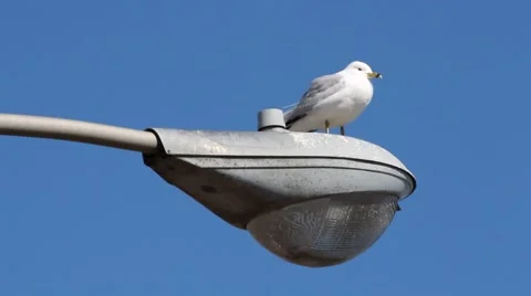 Seagull on a light pole Stock Footage 40727039