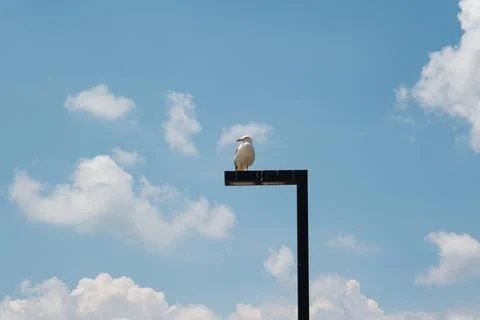 Seagull on the light pole Stock-Fotos