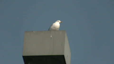 Seagull on light post CR Stock Footage 314637