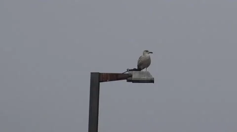 Seagull on a  lighting pole Stock Footage 61366939