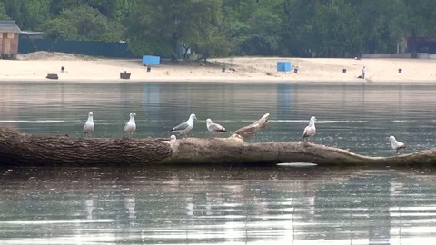 Seagull on a log. Stock Footage 70522229