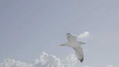 Seagull log Stock-Footage 222009930