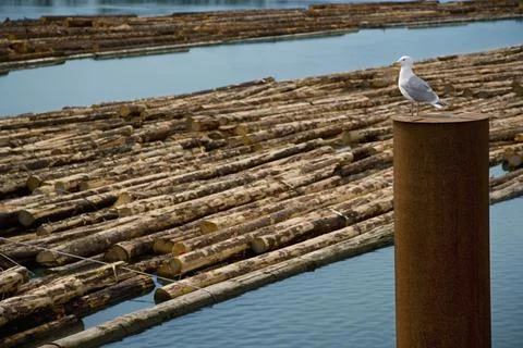 Seagull &amp; Logs Being Transported Stock Photos